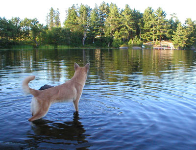 light brown dog standing and looking across a lake