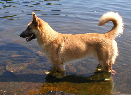 Grean Bean standing in a lake.
