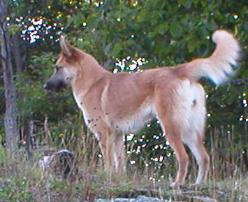 light brown dog standing on a rock looking away from the camera.