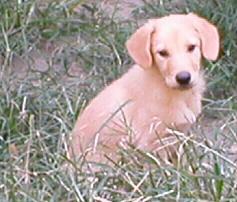 Starfire Orion as a puppy