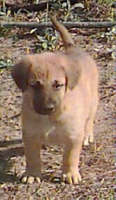 puppy standing and looking ahead