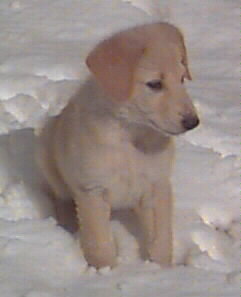 Hurricane Keeper, at 9 weeks of age, sitting in the snow.