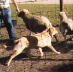 Kodiac working sheep as age 12