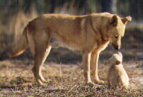 Mackenzie and his daughter, Tchoutacabouffa