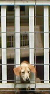 Sydney at 13 weeks of age with her head sticking through the porch railing.