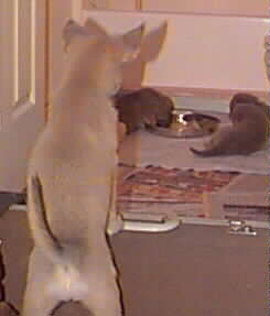 Rocky is lookinginto the pen where Electra's puppies are eating dinner.