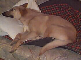 Seneca shown laying down on the couch