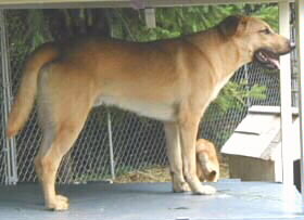 Rivertrail Seneca standing facing right at 1 year of age.  Seneca was visiting his breeder, Laura Morgan, when this picture was taken.