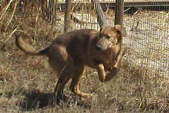 Estanislao standing on his rear legs with his front legs tucked under him and looking like a kangaroo.