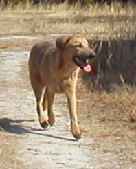 Estanislao running toward the camera.