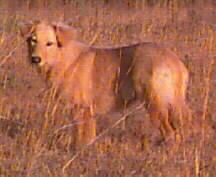 Starseeker standing and facing left.  She is looking toward the camera, with her head cocked to the side.