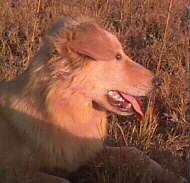 Head shot of Starseeker looking toward the right.