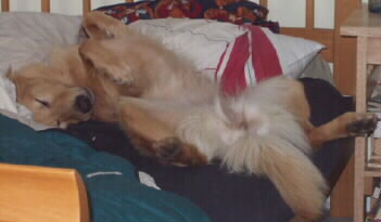 Starseeker having a great time visiting Great Mountain Chinooks in June 2002.  The picture shows her sleeping on her back on the bed.