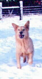 Starseeker running toward the camera in the South Carolina snow.