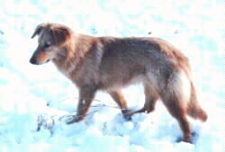 Starseeker walking to the left in the snow