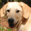 head shot of medium honey puppy with dropped ears